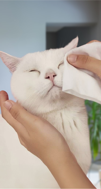 Przecieranie oczu białemu kotowi